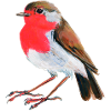 robin