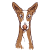 Podenco Dog Cool Podenco Ibicenco