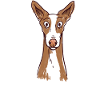 Podenco Mama Podenco Ibicenco
