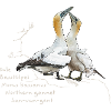 gannet