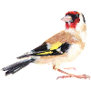 goldfinch