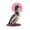 Dangerous Duck