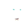 Black Feline