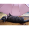 cat, kitten, kitty
