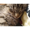 cat, kitten, kitty