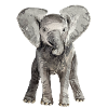 Elephant Baby