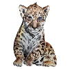 Jaguar Baby