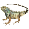 iguana