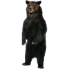 Standing bear