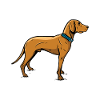 Dog Dogs Love Dog Pet