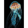 Mysterious jellyfish