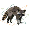 raccoon
