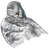 Papageientaucher-Portrait