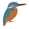 kingfisher