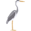 grey heron