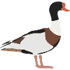 common shelduck