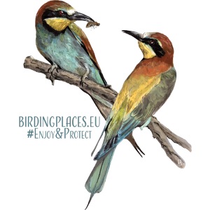Birdingplace deux guêpiers européens