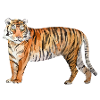 tiger