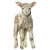 Mouton bébé
