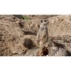 Two meerkats