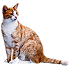 Kat Katte Kat Katte Kat Kærlighed