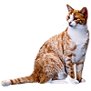 Chat chat chat Cat Cat