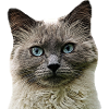 Kat Katte kat Katte Kat Hoved