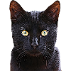 Chat chat cat cats