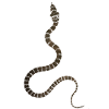 serpent