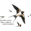 Swallows