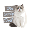 M lovely doll