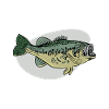 Carp Fish Fishing Hobby