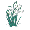 Snowdrops flowers plants