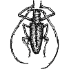 Botanical drawing / calligraphy insect antennae