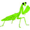 Worshiper Mantis Religiosa Instekt