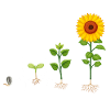 Garden - Heartbeat Funny Gift