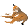 Luchs