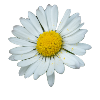 Springtime Marguerite