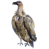 vulture