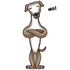 Stur Galgo Español chien drôle