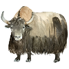 yak