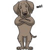 Sturer Weimaraner Dog