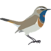 bluethroat