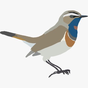 Blaukehlchen