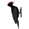 Schwarzspecht