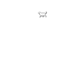 adopter un chien aîné