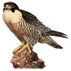 Falcon kestrel