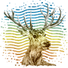 Hirsch