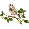 Bunte Vogel