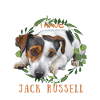 Sweet Jack-Russell Ami